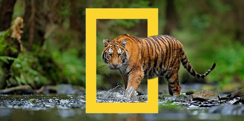 National Geographic Logo Example